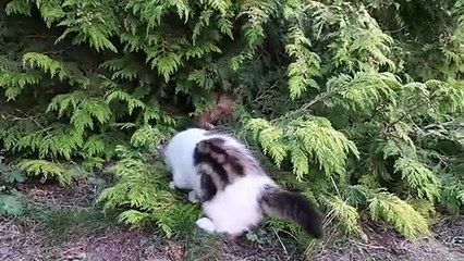 petits cacahouete 12