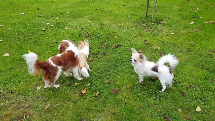 Jeux à 3 au jardin resuite