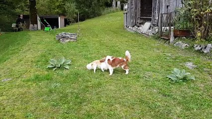 Les poilus revenus au chalet