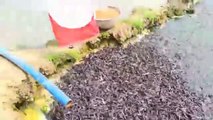 Million Catfish Eating Pellet Fee বায়োফ্লোক পদ্ধতিতে মাছ চাষ