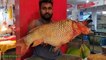 I Never Seen___ Giant Carp Fish Cutting Live In Fish Market _ Fish Cutting Skills