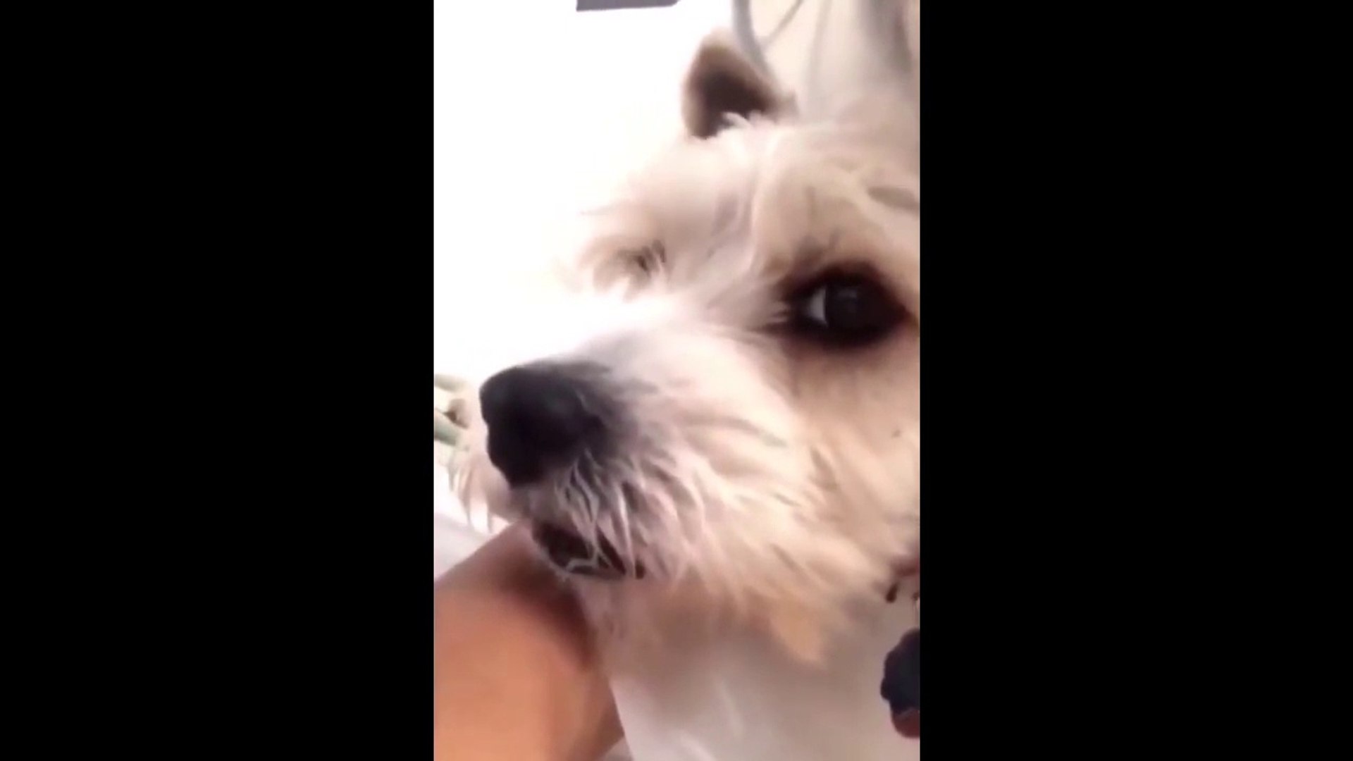 ⁣Funny Talking Animals, Singing Animals, Farting Animals