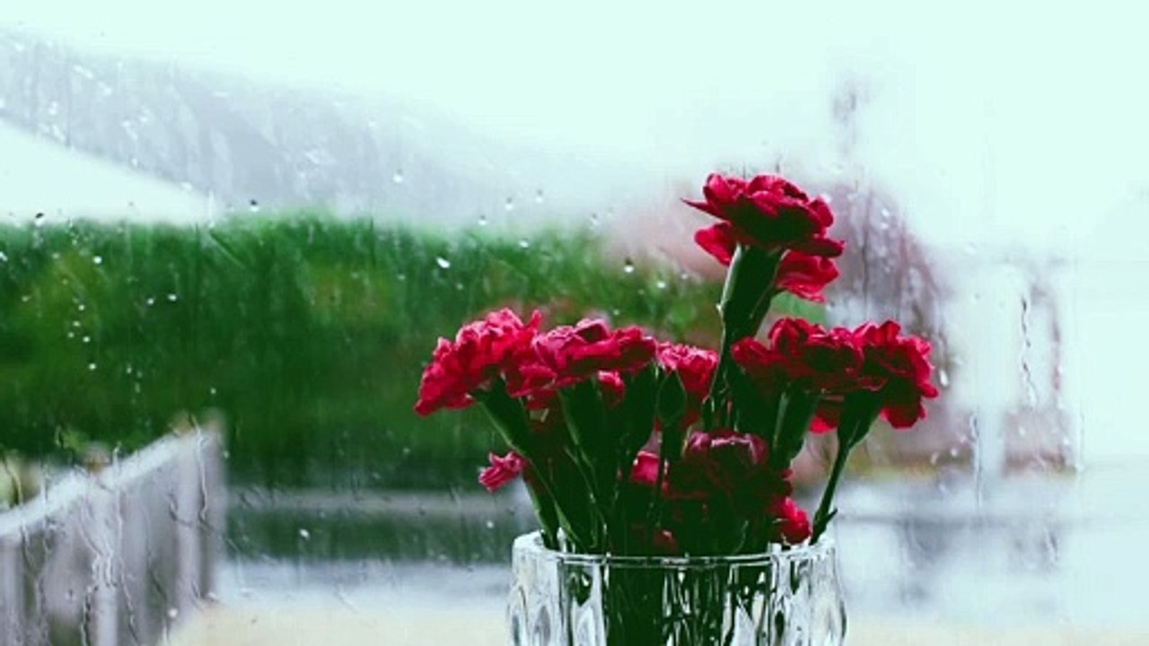 Rain sounds with red flower 15 minutes