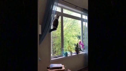 Cute And Funny Pets - Try Not To Laugh To These Pets Compilation 2