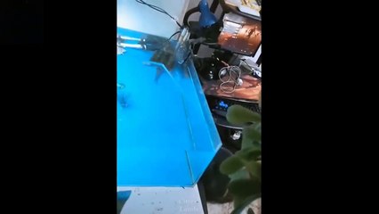 Cute And Funny Pets - Try Not To Laugh To These Pets Compilation 3