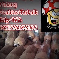 Beli Bibit Jamur Tiram Di Pungging, Call 0857 3018 3106, PENJUAL AMANAH..!!!