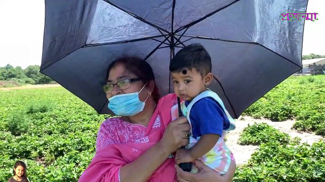 স্ট্রবেরি তুলতে যেয়ে ধরা খেলাম: Pick Your Own Strawberry। Strawberry Farm In USA। Strawberry Harvest