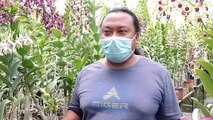 Hebat!!! Modal 25 Ribu, Kini Pria Ini Sudah Punya Kebun Anggrek 4 Hektar