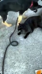 Ce chien est bien décidé à se débarrasser du chat