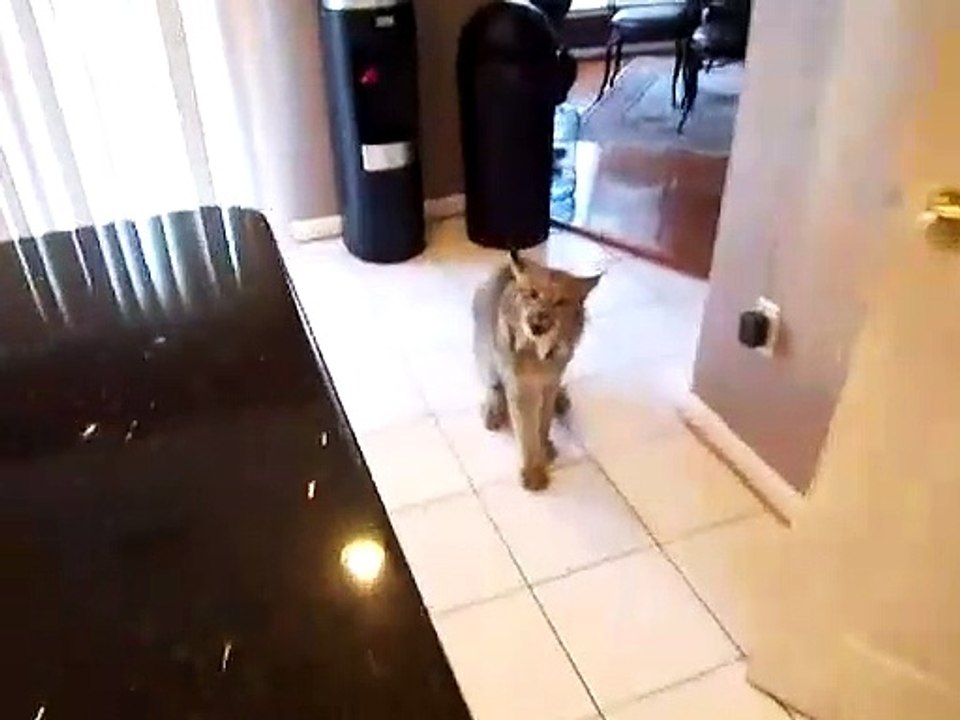 Son lynx a l'air très en colère... Gros chat agressif