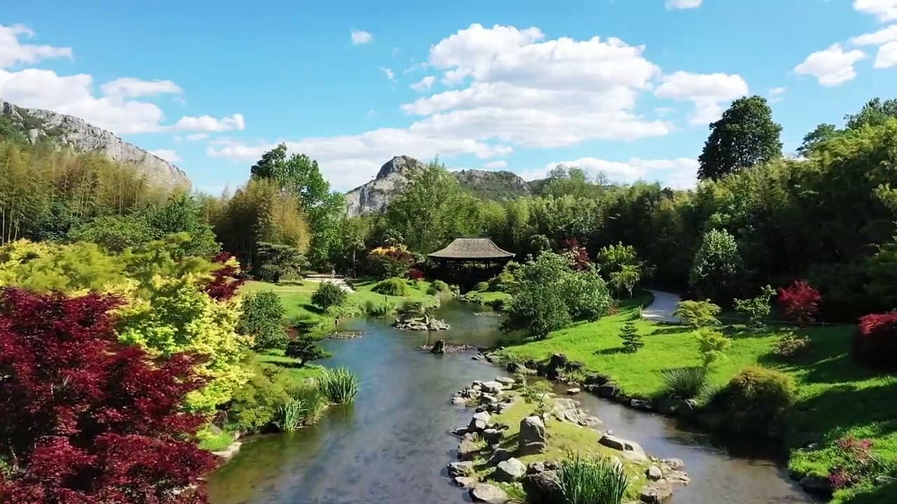 Arbres et forêts Remarquables un univers à explorer Film Documentaire
