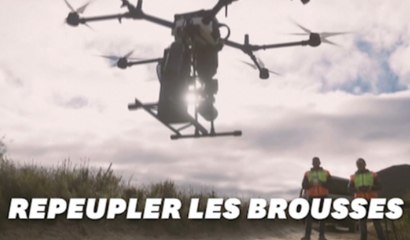 WWF Australie replante les brousses avec des drones après les feux dévastateurs