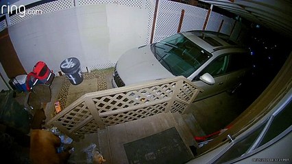 Bear Scared Away Before It Could Enter Open Window