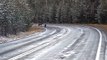 Wolf Pack Wanders Across Yellowstone Road