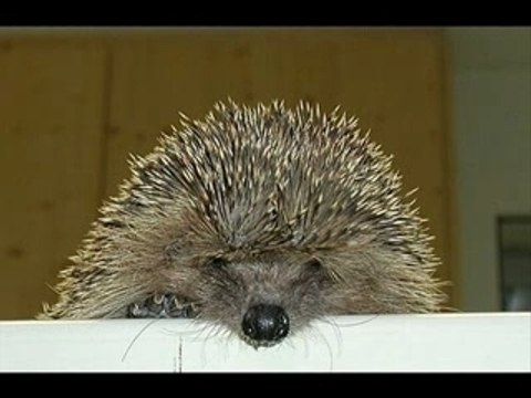 Dites lui que je laime -BOÏ