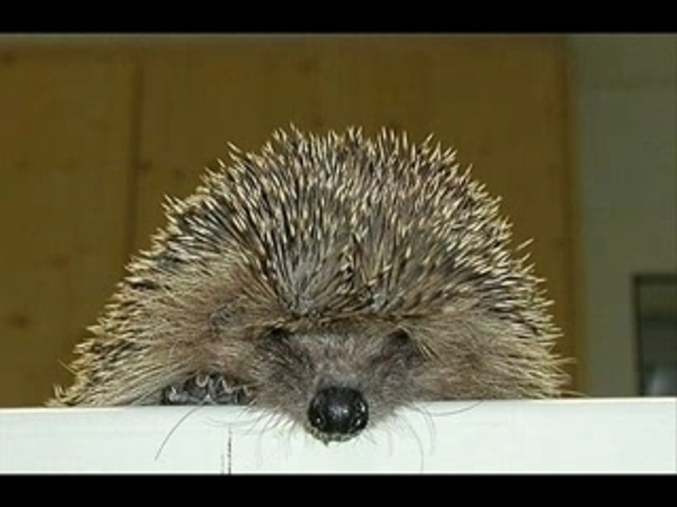 Dites lui que je laime -BOÏ