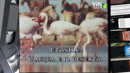 ETOSHA, L' ACQUA E IL DESERTO