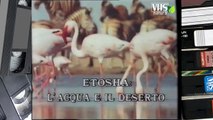 ETOSHA, L' ACQUA E IL DESERTO