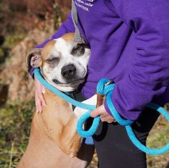 Depuis qu’il a été adopté, ce chien ne cesse de faire des câlins à ses sauveurs !