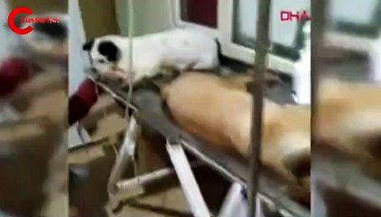Biga'da 16 köpeği zehirleyerek öldüren kişiler gözaltında