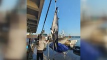 포항 호미곶 앞바다서 5m 크기 밍크고래 잡혀 / YTN
