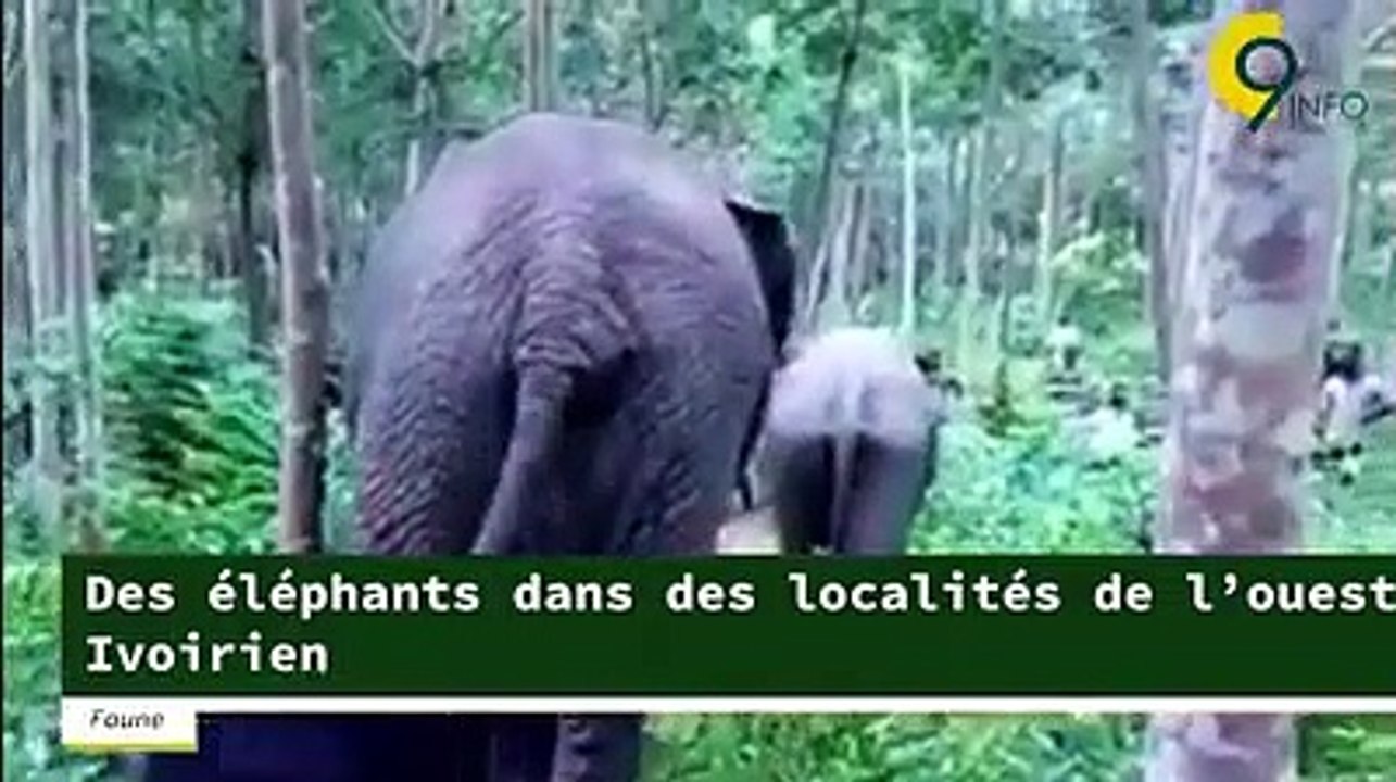 Societe -  Des éléphants dans des localités de l'ouest ivoirien