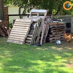 Download Video: Un coq et un chien joue au jeu du chat et la souris