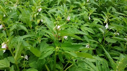 the sesame trees in the garden
