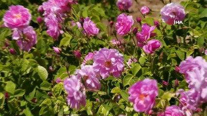 Gül çiçeği için 7.35 TL fiyat belirlenen gül üreticisi dekar başına destek bekliyor