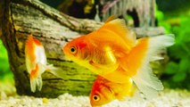 Estrés en peces: signos y causas