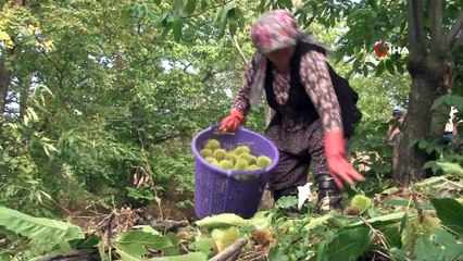 1000 rakımlı engebeli arazide binbir zahmetli kestane hasadı başladı