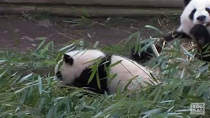 The Giant Panda Cubs' First Day Outside