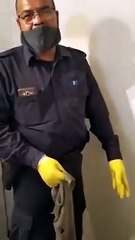 Impactante: un lagarto overo le salió por el  inodoro