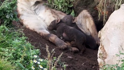 Hyena Babies clip at the Yorkshire Wildlife Park