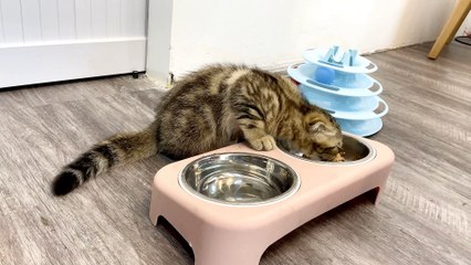 Mèo Scottish Fold ăn pate tươi Pet Choy tại YOLO Pet Shop
