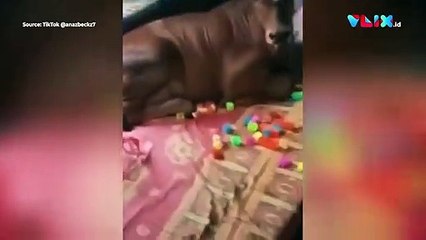 Seekor Sapi Nyobain Kasur Empuk Bikin Ngakak!