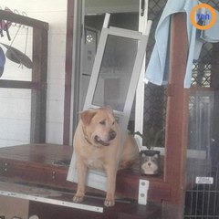 Un chien trop dodu ne passe plus les portes !