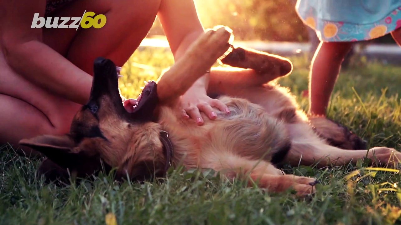 How Dog Owners Really Feel About Their Dog’s Smell & Other Incredibly Relatable Facts