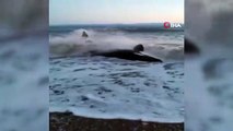 - Rusya'da kıyıya vuran balina saatler süren operasyonla kurtarıldı