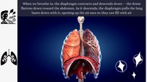 Breathing From The Diaphragm Benefits | Diaphragmatic Breathing | Physical Therapy