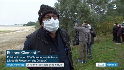Nature : les grues cendrées font leur retour