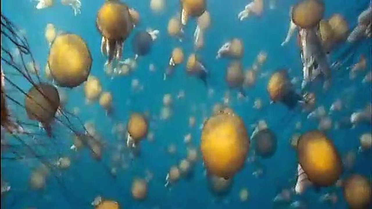 Unsere Ozeane Film Trailer (2009)