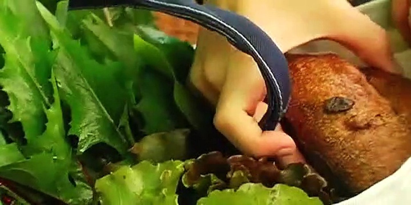 No Impact Man: The Documentary Film Trailer (2009)