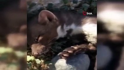 Elektrik akımına kapılan sansarı toprağa gömerek kurtardılar!