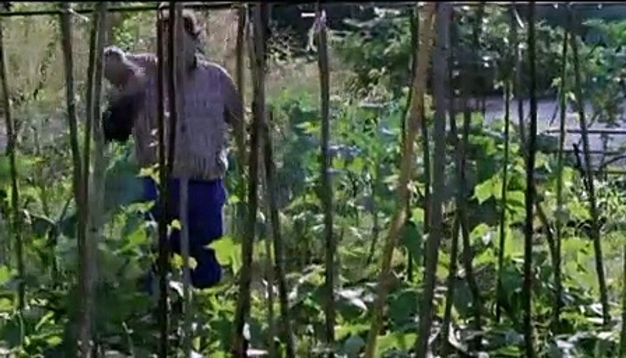 Federicos Kirschen Film Trailer - Cenizas Del Cielo (2010)