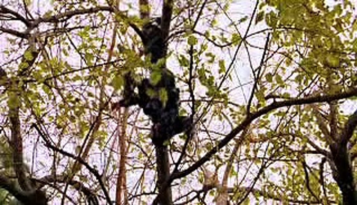 Zoom film trailer (2006)