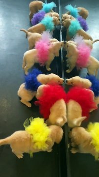 Tutu Wearing Puppies Play With Their Reflection