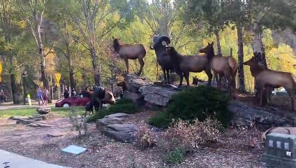 Elk Crosses Busy Intersection to Protect His Harem