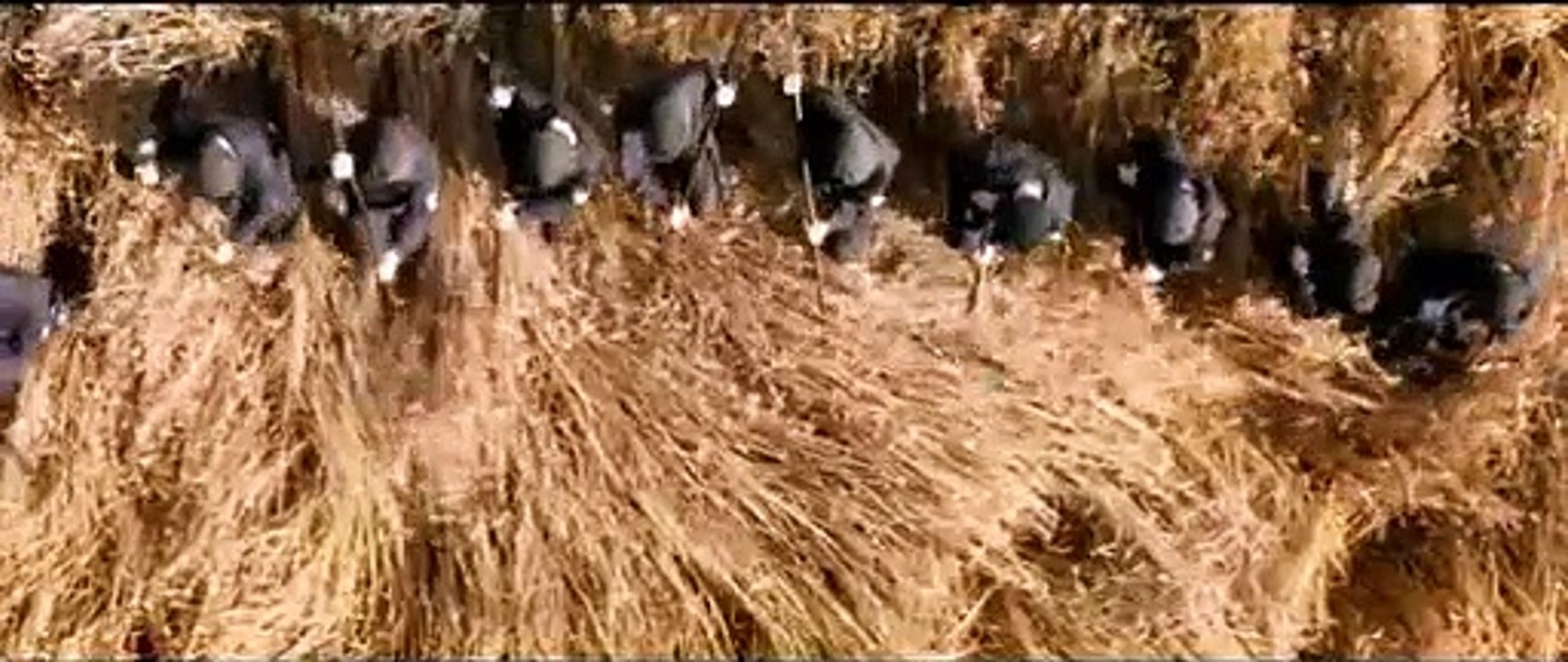 Das Letzte Schweigen Film Trailer (2010)