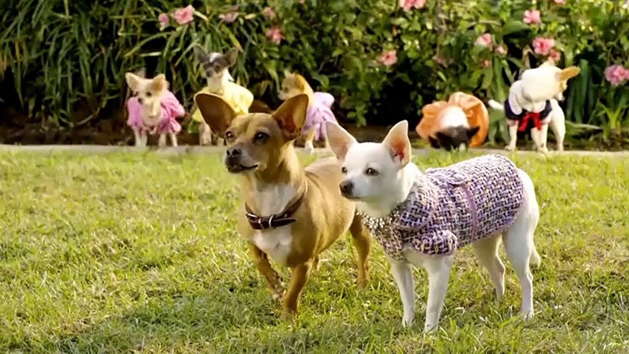Beverly Hills Chihuahua 2 Film Trailer (2011)